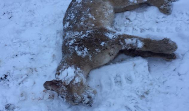 Puma asesinado en Torres del Paine