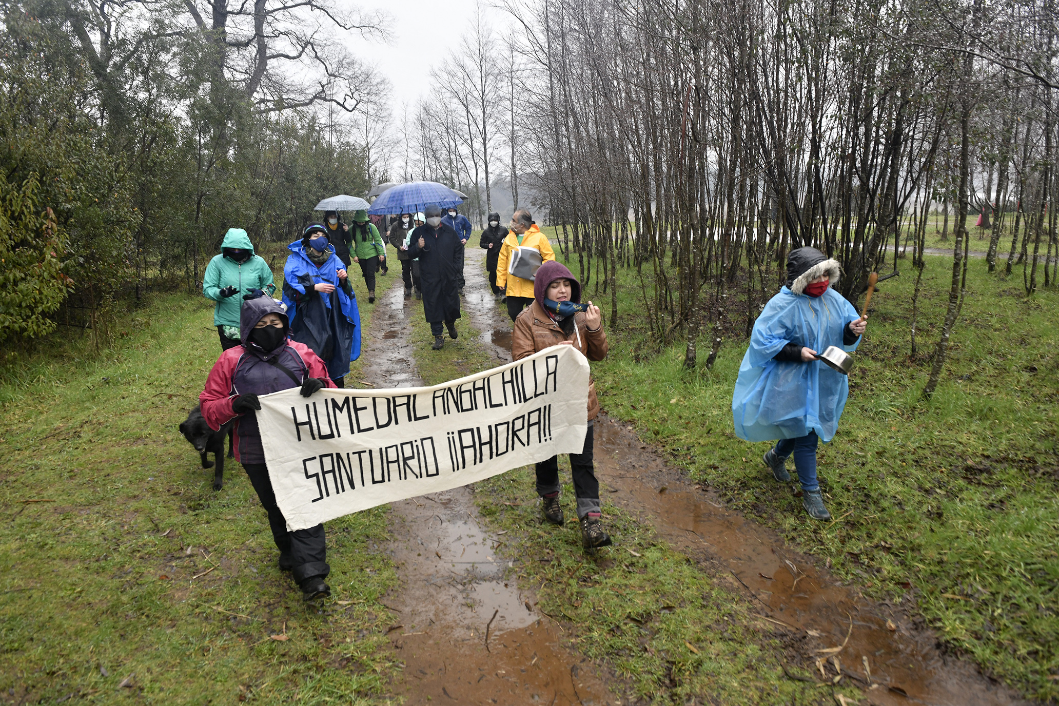 Valdivia: Organizaciones Ambientalistas Exigen Que Humedal Angachilla Sea Declarado Santuario De La Naturaleza