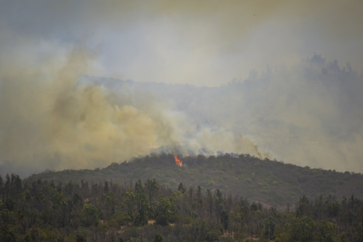 Quilpue: Incendio Forestal Consume Mas De 150 Hectareas
