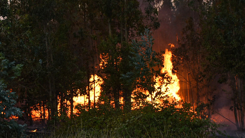 Temuco : Alerta Roja Por Incendio Forestal Collipulli