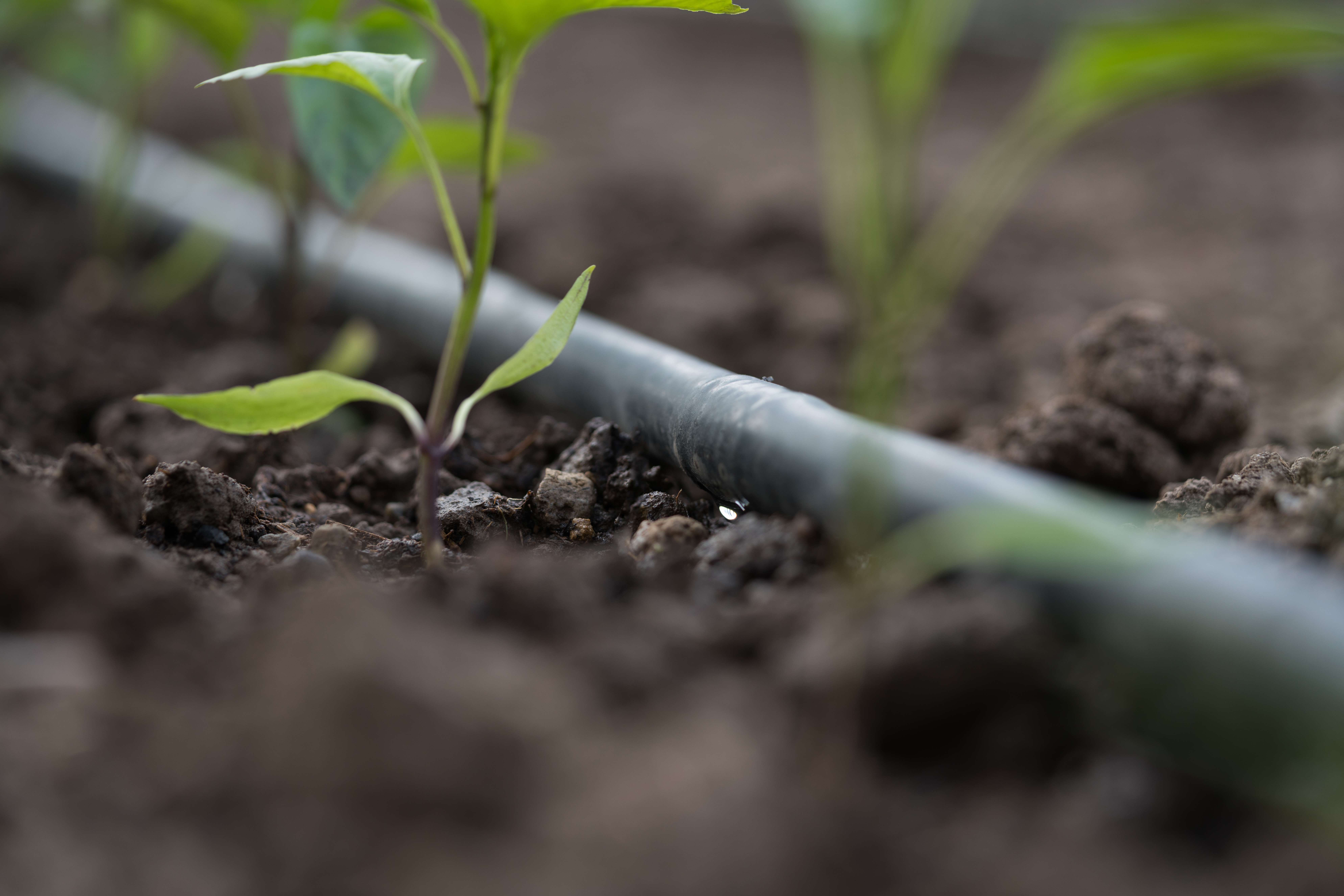 Pepper Seedling Drop Irrigation System