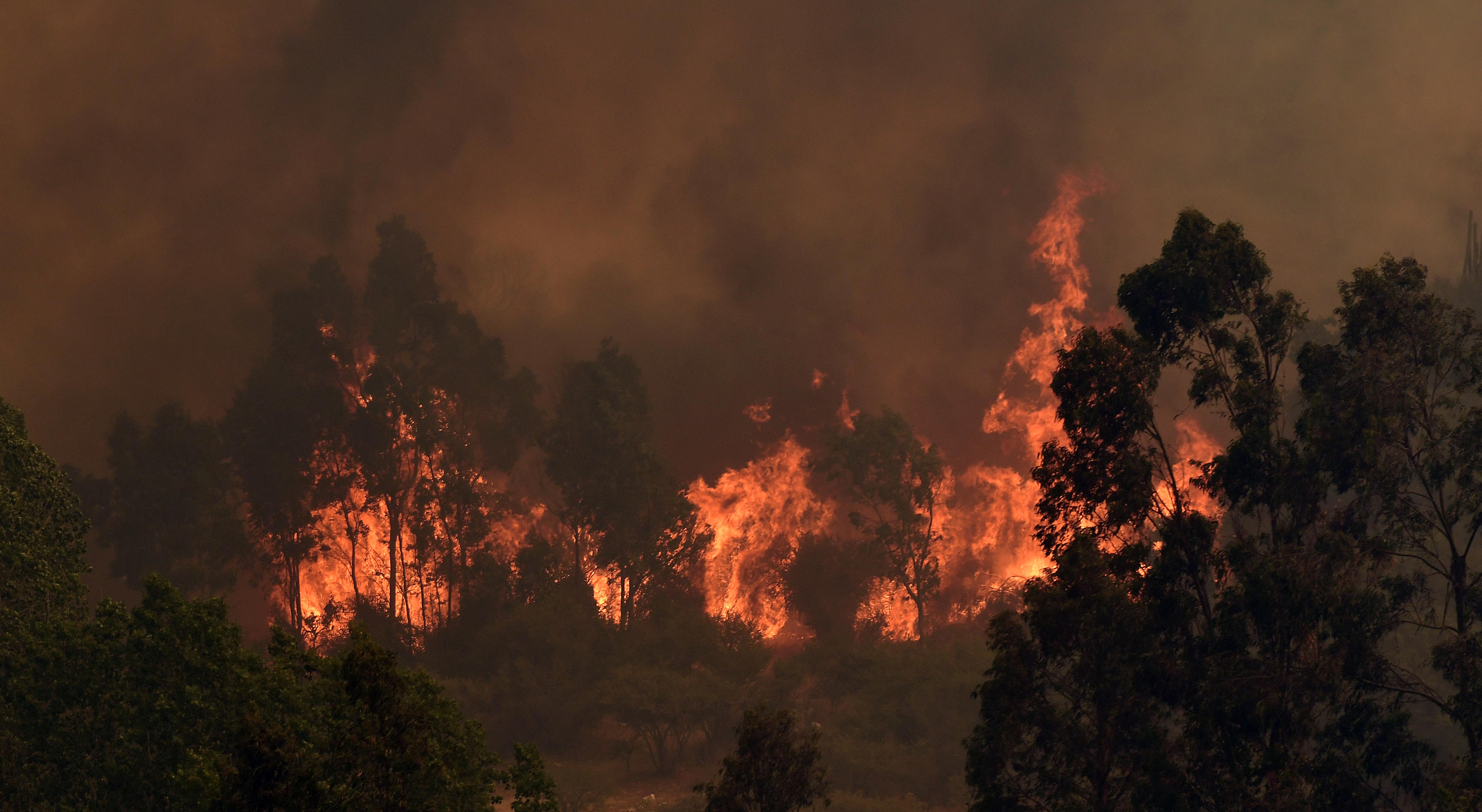Quilpue: Incendio Forestal En Lago Peñuelas