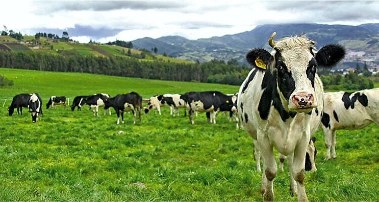 Vacas Pastando 2 Sierras 750x401