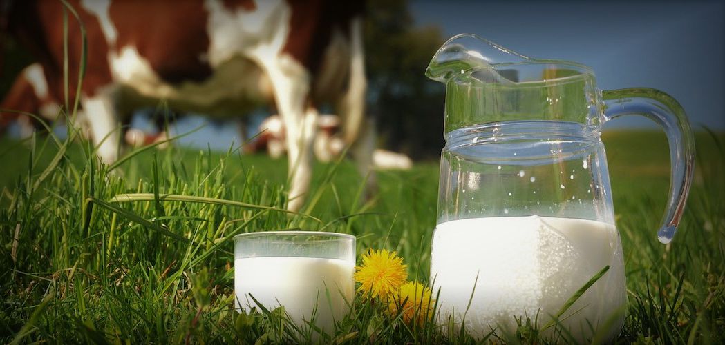 Jug Of Milk Against Herd Of Cows. Emmental Region, Switzerland