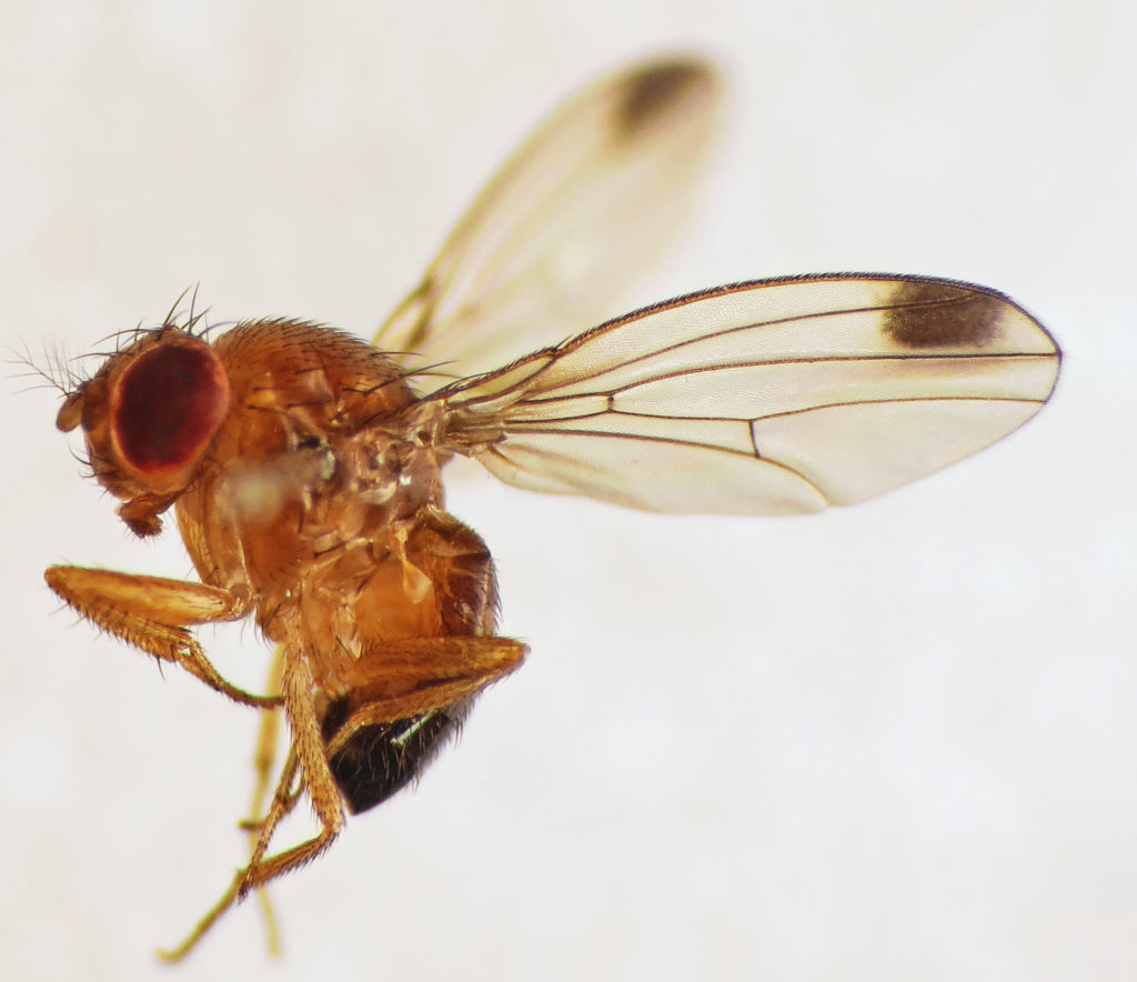 Drosophilasuzukii 1024x884
