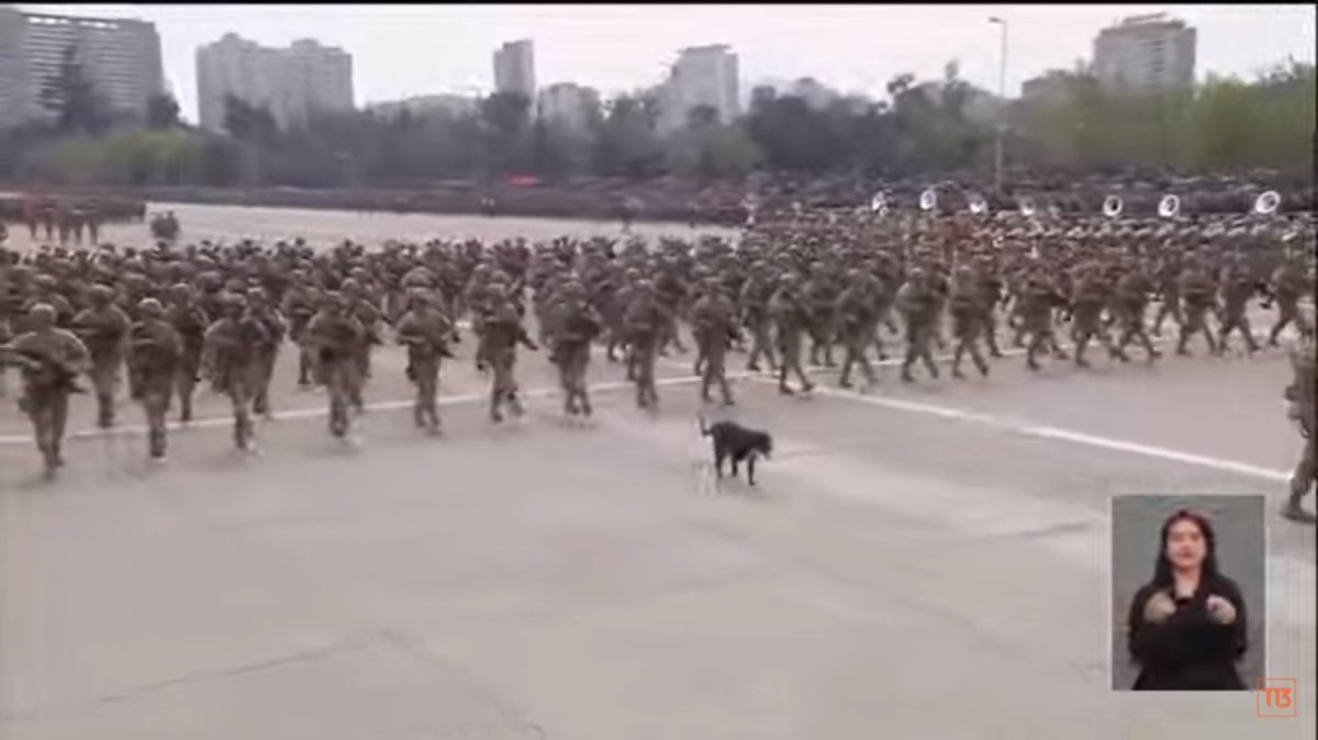 perro parada militar