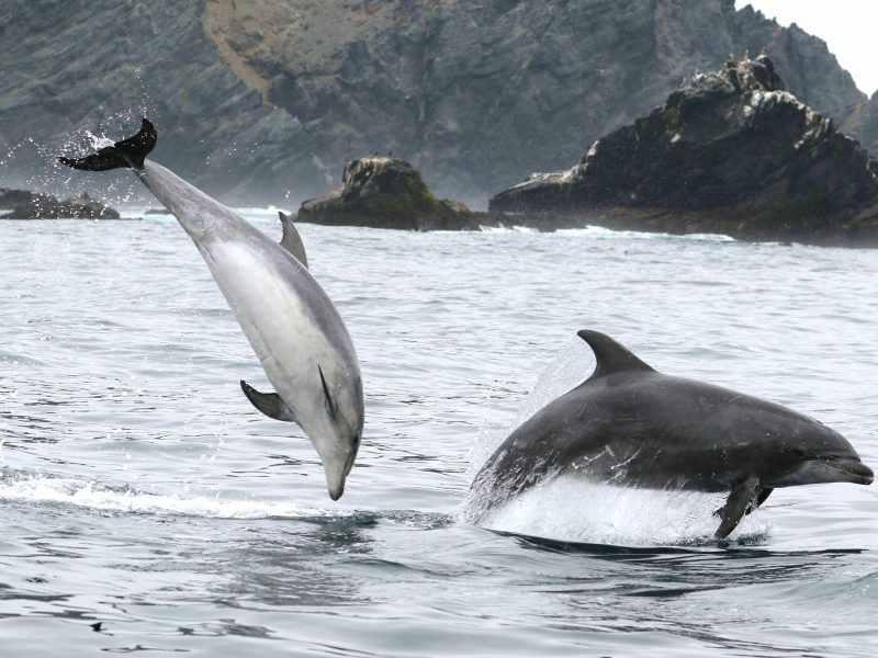 Delfines nariz de botella.
