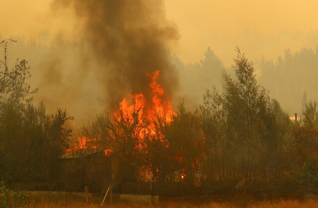 Alerta Roja en Curacaví por incendio forestal