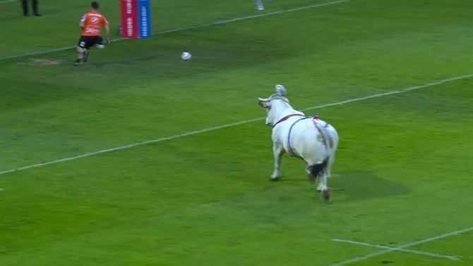 Toro invade cancha en calentamiento de un partido de rugby.