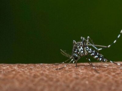 Declaran Alerta Amarilla en Arica por aumento de mosquito que tramite el dengue