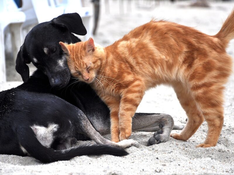 Perro y Gato - Cedida