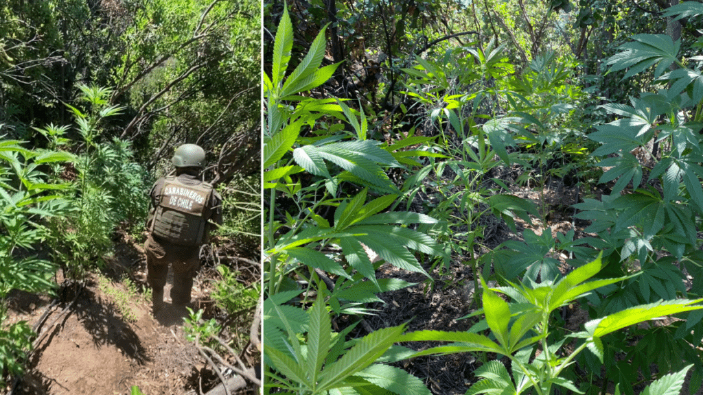 Incautan más de cuatro mil plantas de marihuana en la Quebrada El Chancho.
