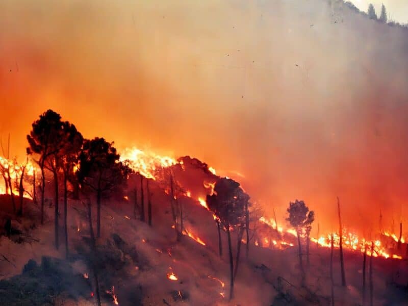 Ordenan evacuar sector de Purén por incendio forestal.