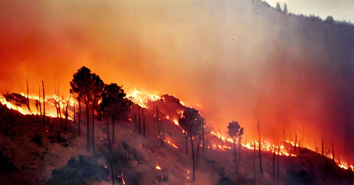Ordenan evacuar sector de Purén por incendio forestal.