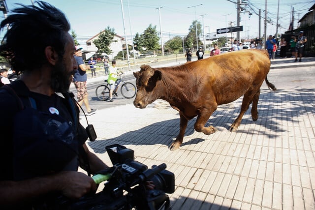 Vaca escapa tras accidente de tránsito en Los Espejo