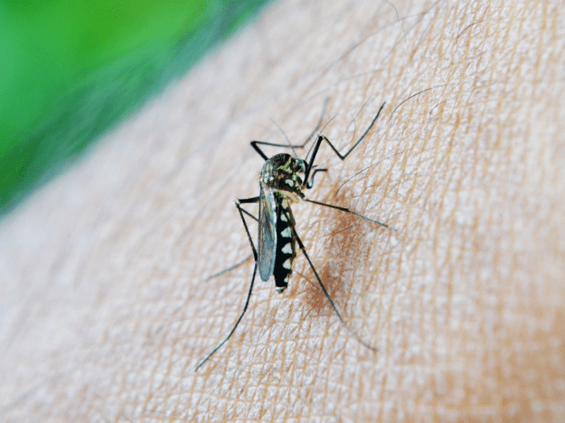 Brasil registra más de un millón de casos de dengue en lo que va de año