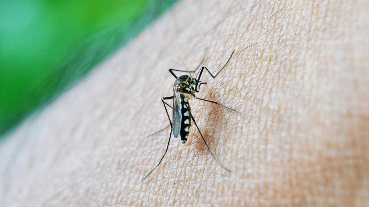 Brasil registra más de un millón de casos de dengue en lo que va de año