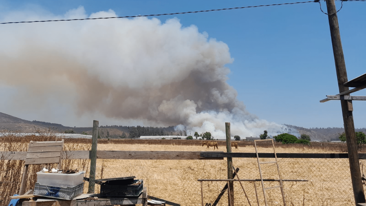 Incendio forestal en Papudo