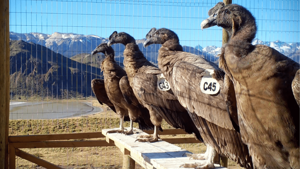 Liberan cuatro cóndores en la región de Aysén