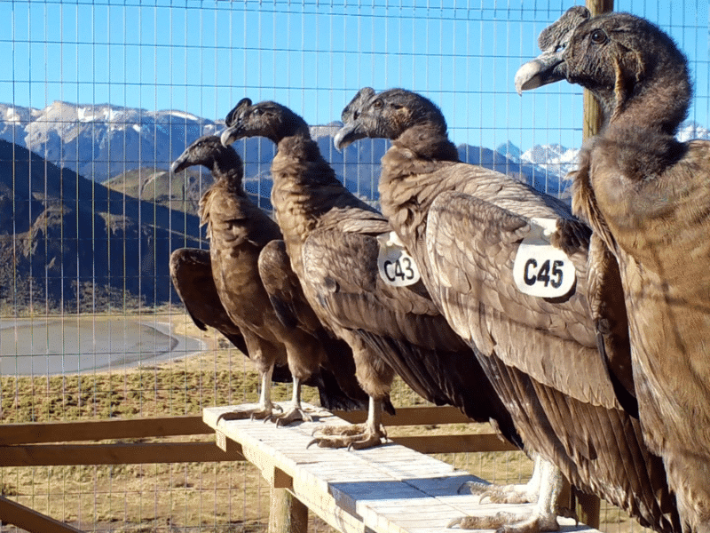 Liberan cuatro cóndores en la región de Aysén