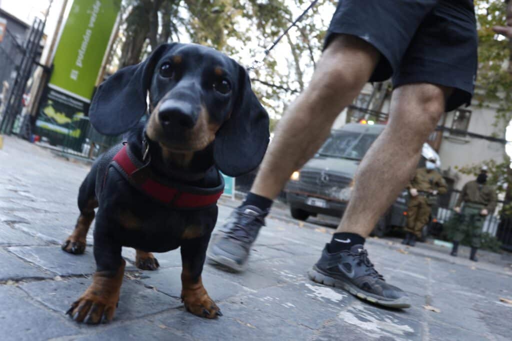 Alemania busca prohibir la crianza de los perros salchicas con la nueva Ley de Bienestar Animal.