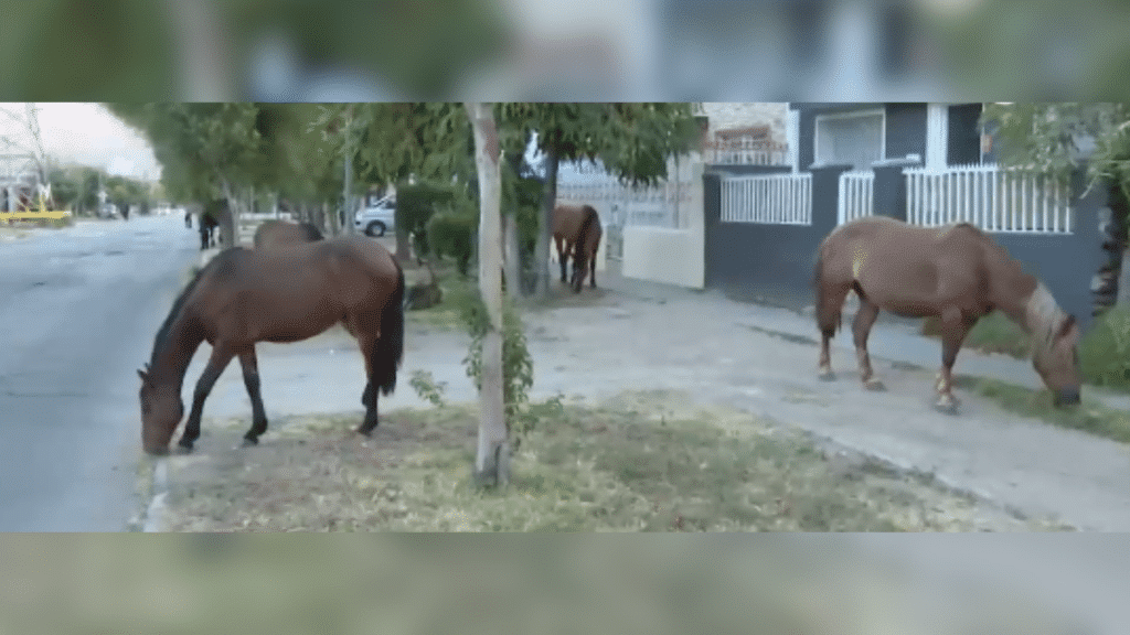 Vecinos denunciaron que cuatro caballos se encontraban en la vía pública de Recoleta. 