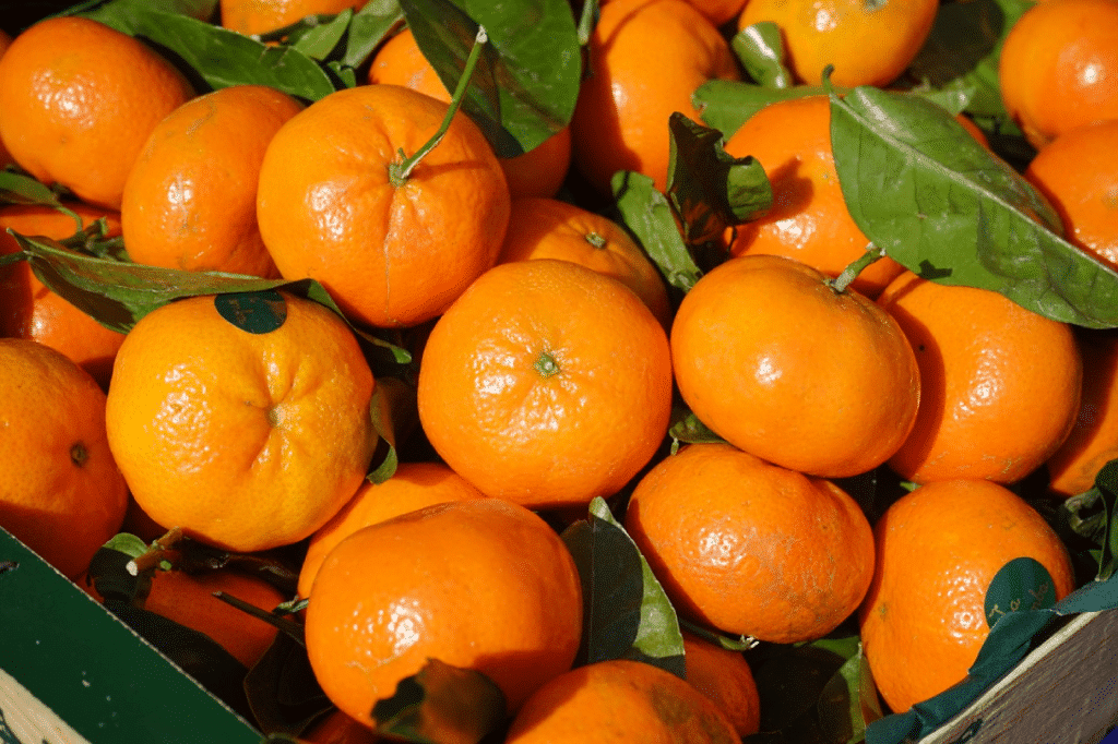 Producción de clementinas caerá un 35% por sequía en Región de Coquimbo. FOTO: Comité de Cítricos Frutas Chile.