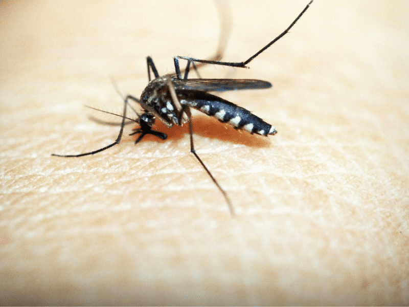 Alerta amarilla para Los Andes por alteración sanitaria: Reportan “múltiples focos” del mosquito del dengue
