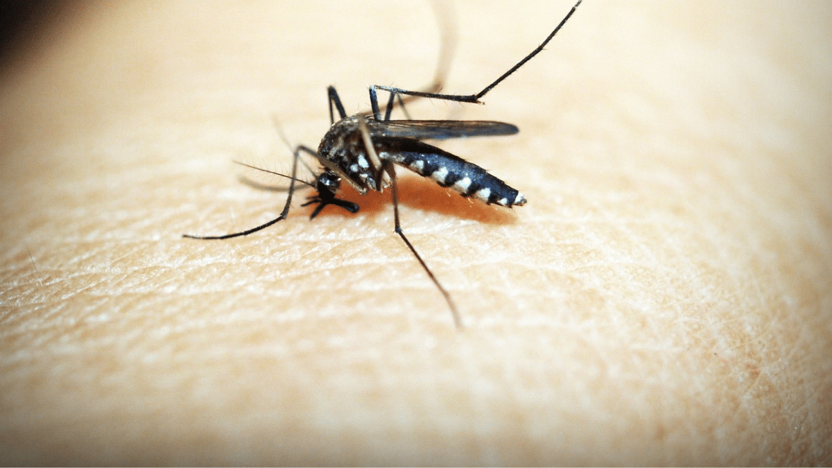 Casos de dengue en Chile continental.