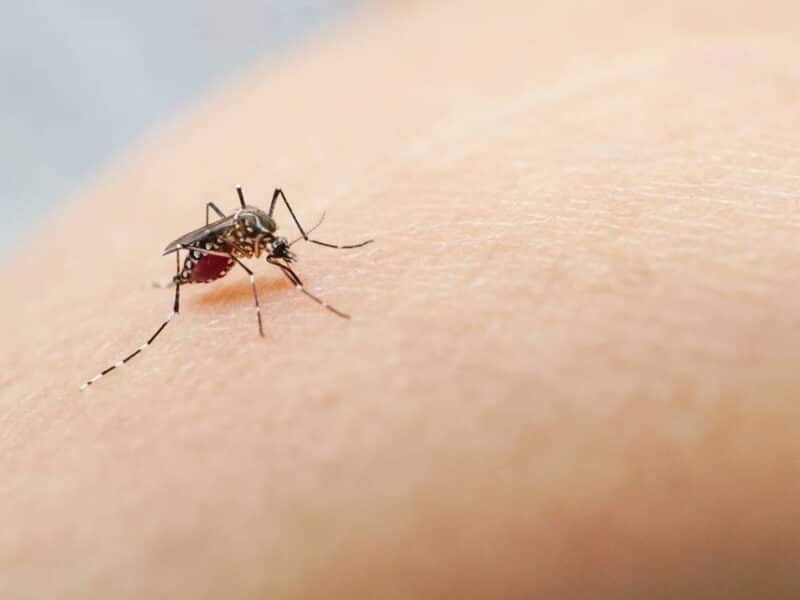 Dengue en Chile: Académico advierte sobre los riesgos de esta enfermedad