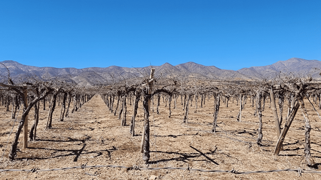 Fedefruta por sequía en la región de Coquimbo.