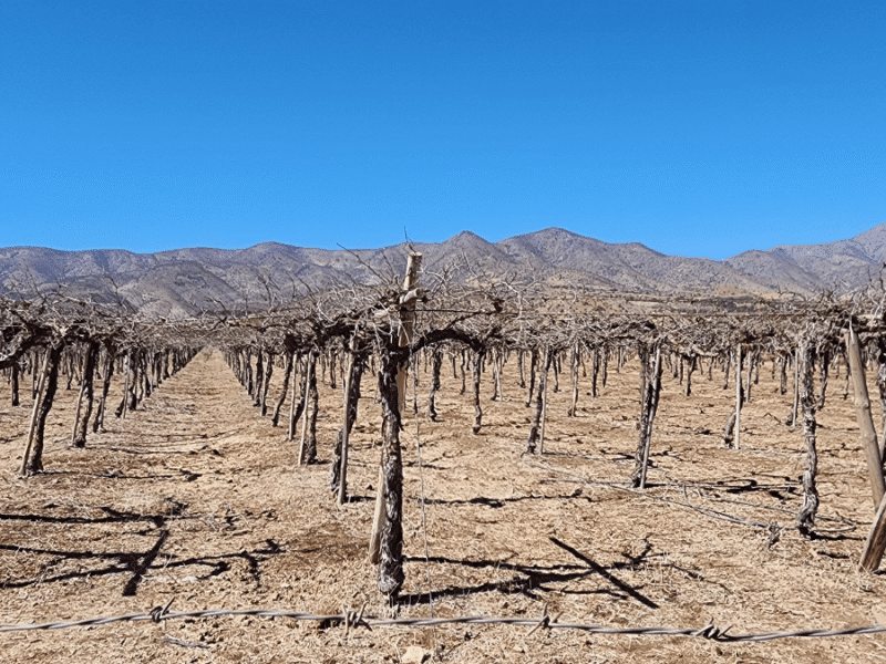 Fedefruta por sequía en la región de Coquimbo: “La crisis ha llegado, enfrentamos un desastre agrícola”