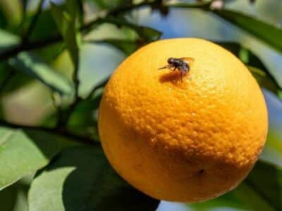 Tras la detección de la mosca de la fruta en San Bernardo: SAG comienza campaña de erradicación