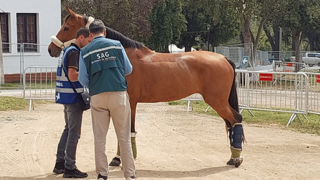 El SAG detectó un brote de anemia infecciosa equina (AIE) en 16 caballos del Club Hípico de Santiago.
