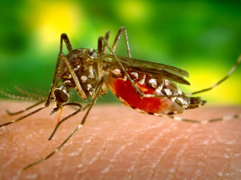 Brasil supera los cinco millones de casos de dengue, cifra récord desde que hay registros